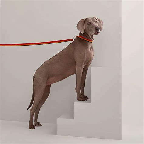 hermes dog|hermes dog collar and leash.